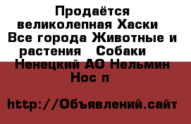 Продаётся великолепная Хаски - Все города Животные и растения » Собаки   . Ненецкий АО,Нельмин Нос п.